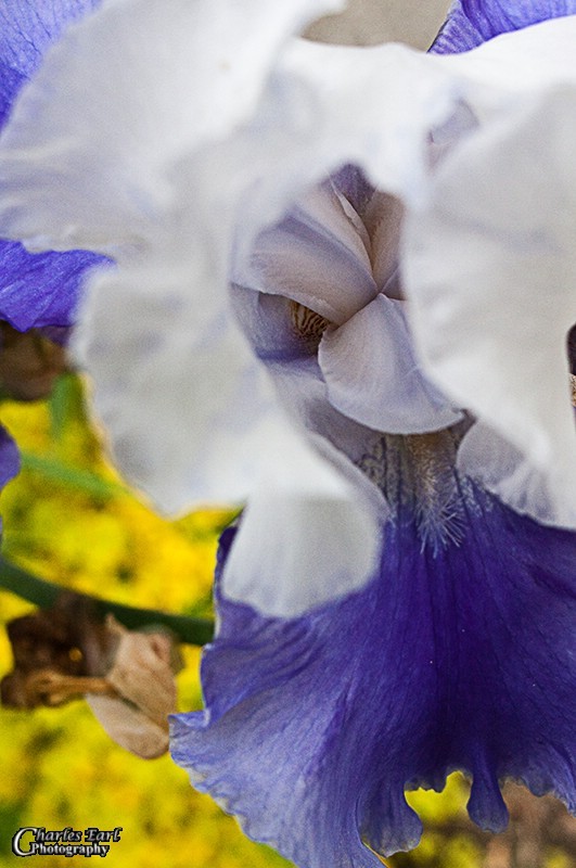 Memories of Summer - Flowers