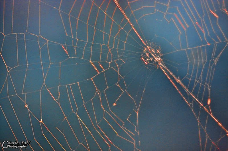 Sunset Web