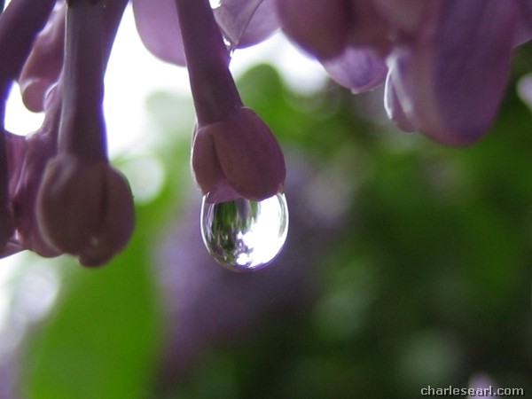 Lilac Drop