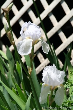 Glebe Iris #2