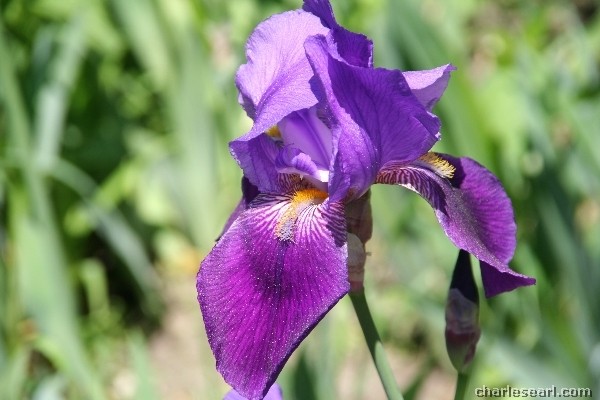 Glebe Iris #3