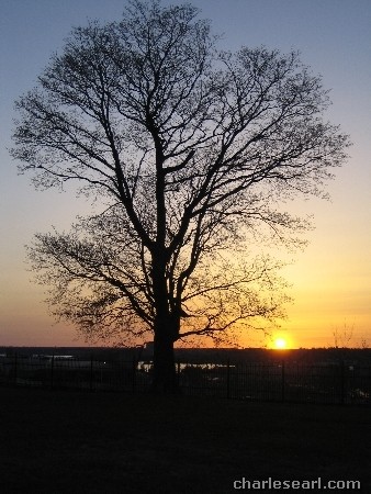 Tree Sunset