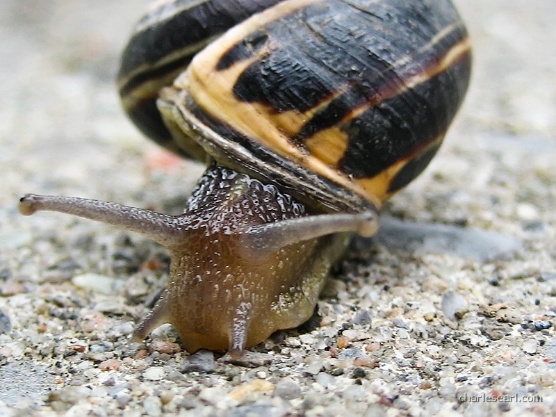 Summer Snail