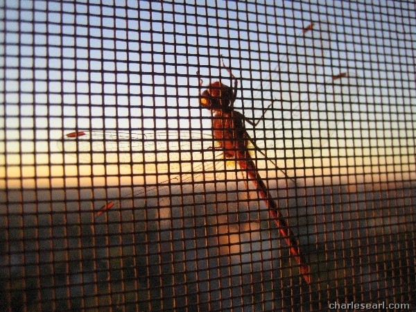 Dragonfly sunrise