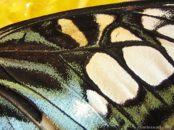 Butterfly wing