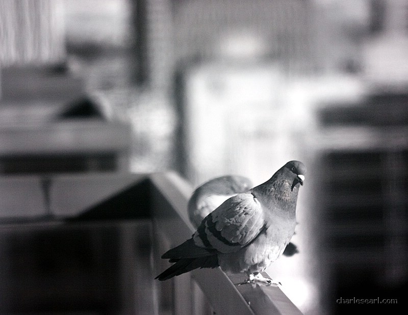 Balcony Pigeons