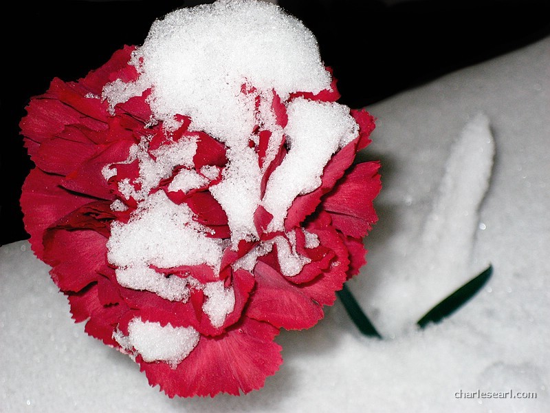 Winter Carnation