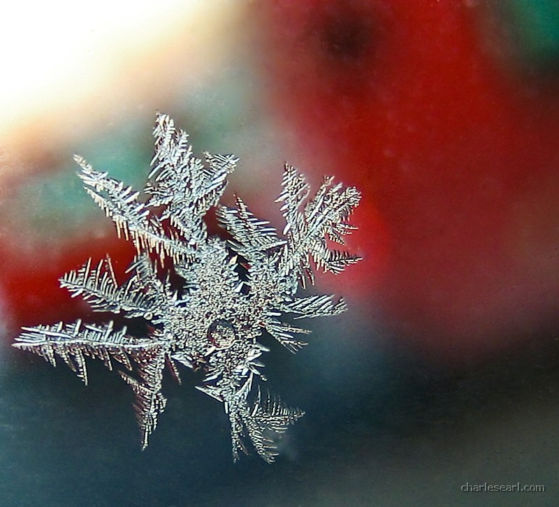 Frosty Transpo