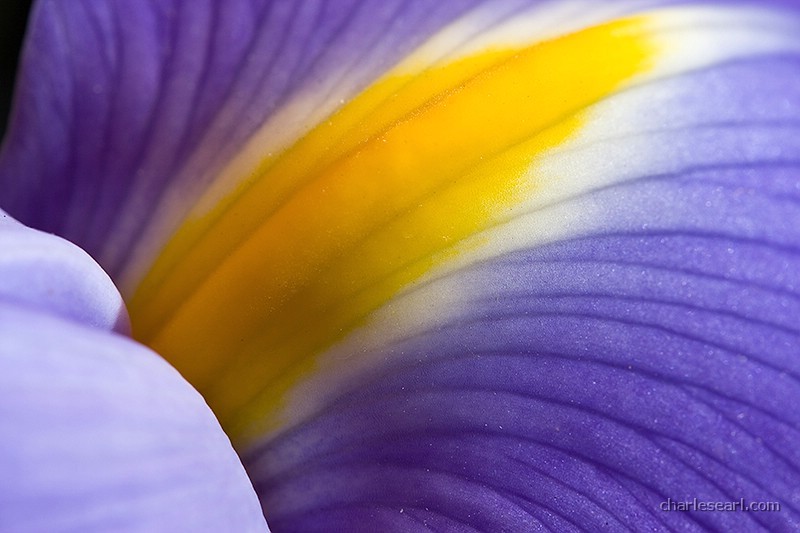 Iris Macro