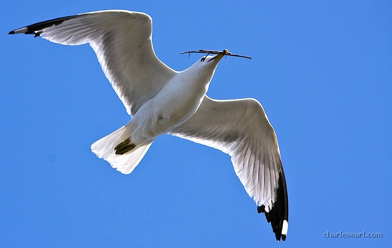 Bird in Flight