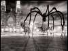 Spider Invasion