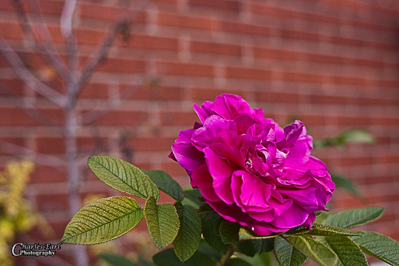 A flower to remember