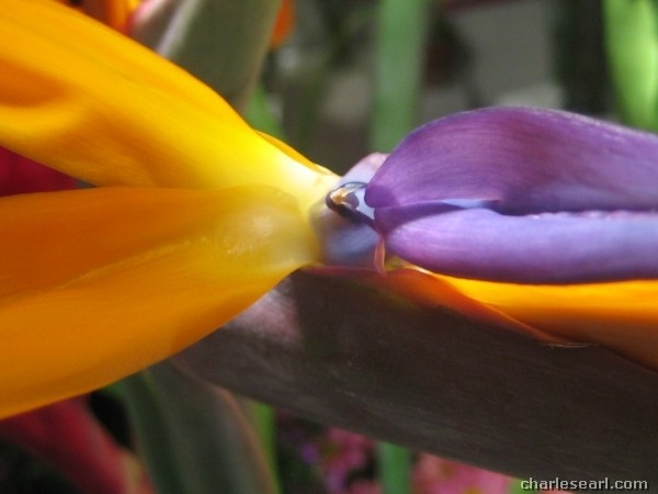 Bird of Paradise