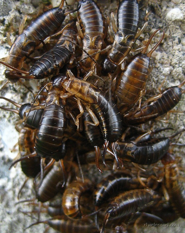 Earwigs