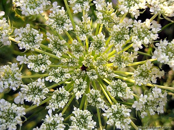 Nature's fireworks #1