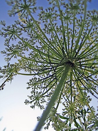 Nature's fireworks #2